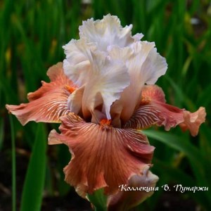 mandarin morning1